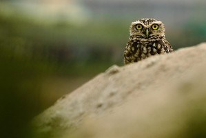 Peru Lima – Naturtour Pantanos de Villa Wildlife Refuge 4h00