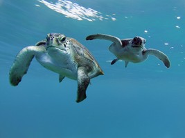 Espagne Tenerife Los Cristianos – Baptême de plongée 20 min