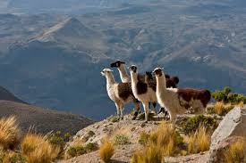 Pérou Arequipa – Colca Canyon Trip Full Day 15h00