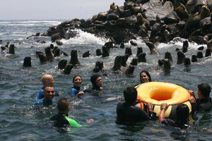 Peru Lima – Palomino-Inseln und Schwimmen mit Seelöwen 5h00