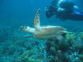 Indonesien Bali – SSI Advanced Open Water Kurs