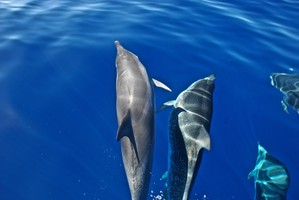 Madeira – Whale and dolphin watching 2h00