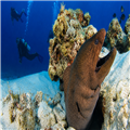 Dive coach guiding beginners underwater – Gran Canaria – Clicktodo.com | Инструктор по дайвингу обучает новичков под водой на