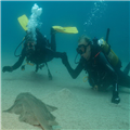 Rencontre avec un requin-ange dans les eaux profondes – Clicktodo.com | Encounter with angelshark during scuba dive in Gran C